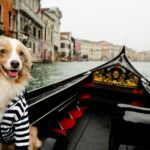 A Tengerentúli Utazás Kutyával: Tippek a Sikeres Kutyás…