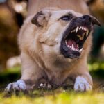 A kutya etetése a fogak egészségéért: Tanácsok és…