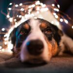 A tűzijáték és kutyák: Hogyan segíthetünk kedvenceinknek megőrizni…