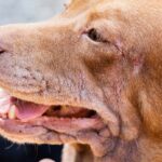 Autoimmun betegségek a kutyáknál: Ismerd fel a Tüneteket…