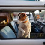 Az autók veszélyei a meleg napokon a kutyákra