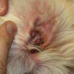 Fülgyulladás a Kutyáknál (Otitis Externa)