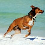Hogyan Motiváljuk és Dicsérjük a Kutyánkat: Hasznos Tanácsok