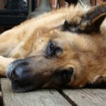 Törött Csontok a Kutyáknál: Kezelés és Gyógyulás